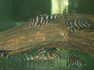 L-204 Flash Pleco